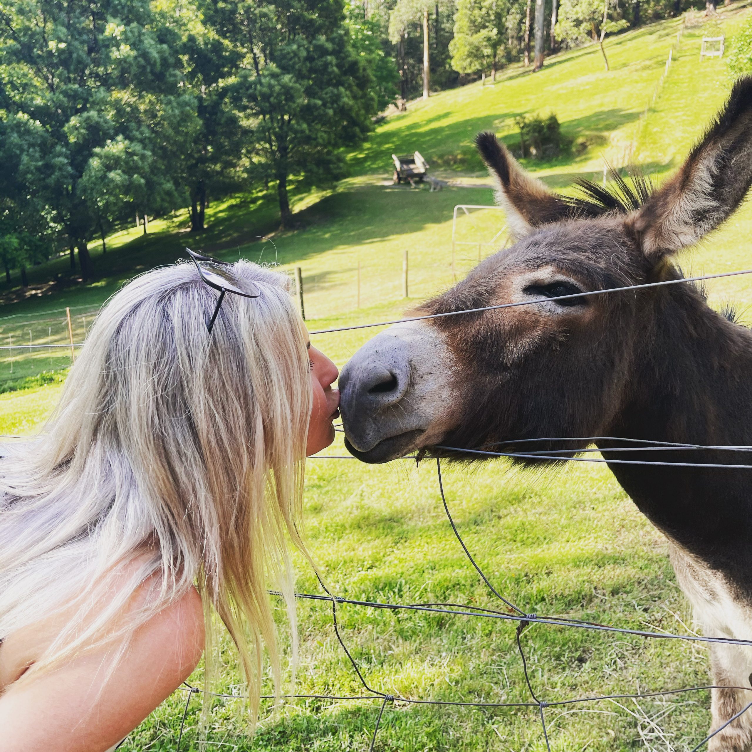 Donkey love.